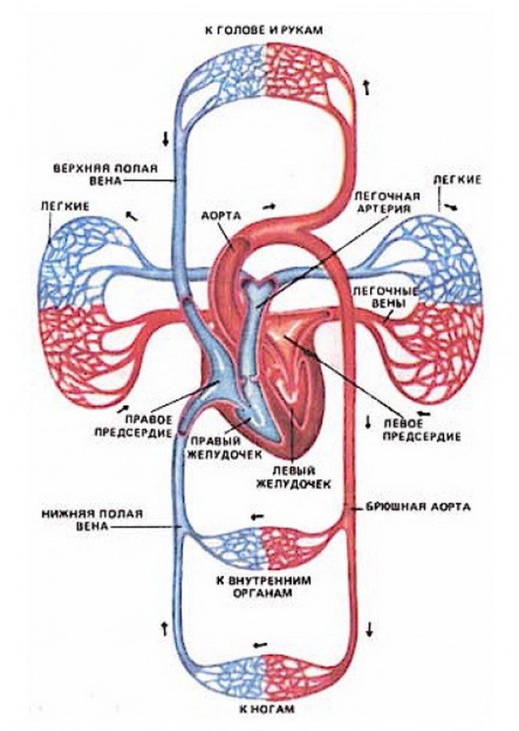 Что входит в кровообращения. Система кровообращения человека схема. Сердечно сосудистая система круги кровообращения. Малый круг кровообращения венозная кровь. Схема системы кровообращения человека анатомия.